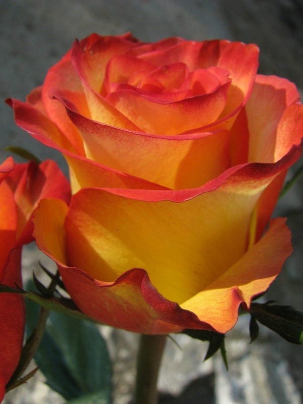 Роза Золотая Магия Фото
