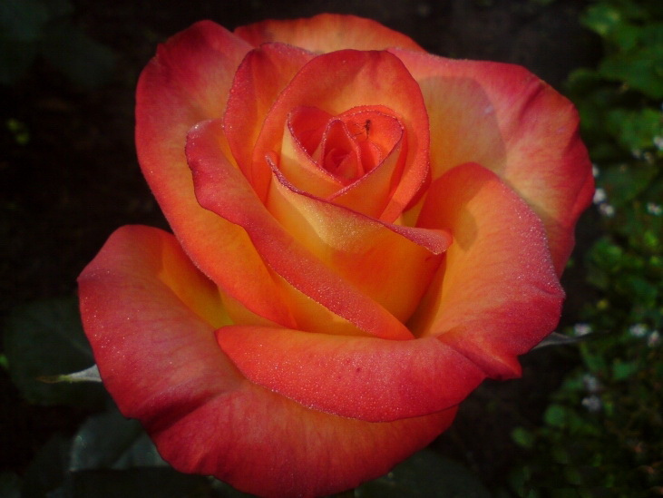 Роза Золотая Магия Фото
