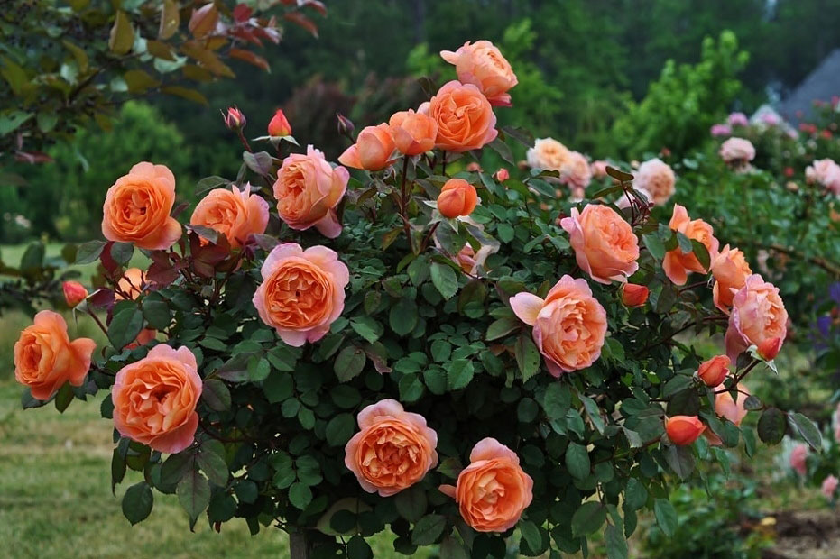 Саженцы английских роз в Тольятти и Самаре
